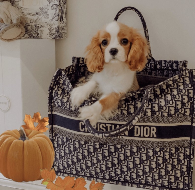 The most comprehensive Dior Book Tote introduction and replica bags buying advice (2022 update)-Best Quality designer Bag Review, and online shopping, designer bag ru The most comprehensive Dior Book Tote introduction and replica bags buying advice (2022 update)-Best Quality designer Bag Review, and online shopping, designer bag ru